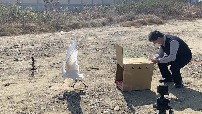 县府救援后将疑似中毒的黑琵送至特有生物研究保育中心救治，今20日中午野放成功。（嘉义县政府提供∕吕妍庭嘉义传真）