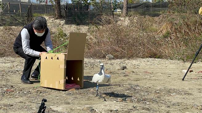 县府救援后将疑似中毒的黑琵送至特有生物研究保育中心救治，今20日中午野放成功。（嘉义县政府提供∕吕妍庭嘉义传真）