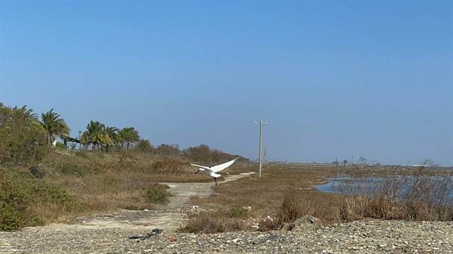 县府救援后将疑似中毒的黑琵送至特有生物研究保育中心救治，今20日中午野放成功。（嘉义县政府提供∕吕妍庭嘉义传真）