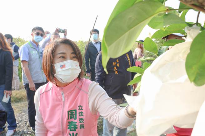 立委周春米勘查莲雾农损，并力促灾损申报期限能再展延1周，以利果农面对延迟性落果的灾损申报。（周春米提供）