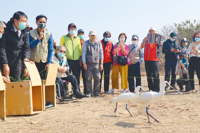 台南市政府农业局19日偕相关单位，在安南区野放3只感染肉毒杆菌毒素后康復的黑面琵鹭，3只黑琵步伐优雅，随即展翅高飞。（李宜杰摄）