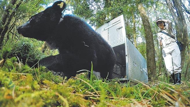 自从日前广原黑熊Mulas野放后，牠已经回到森林将近8个月，台东林区管理处持续透过牠佩戴的发报颈圈接收到卫星定位资讯，知道牠自由自在地享受山林生活。图为2020年5月野放照片。（台东林管处提供／蔡旻妤台东传真）