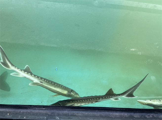 本业难赚，淡海轻轨多样经营还养鲟龙鱼。（新北捷运公司提供／叶德正新北传真）