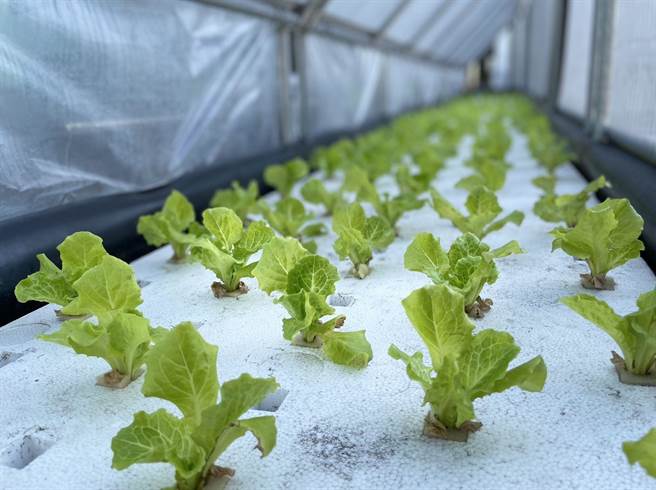 新北捷运公司运用维修机厂现有滞洪池空间，构筑淡水地区最大的景观滞洪池「鱼菜共生」系统。（新北捷运公司提供／叶德正新北传真）