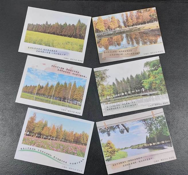 行销六甲之美，公所发行落羽松明信片。（台南市六甲区公所提供／刘秀芬台南传真）