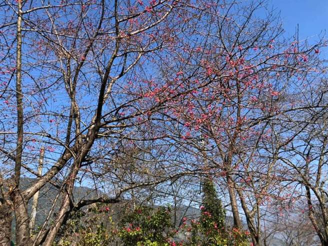每年春季樱花盛开期，许多民眾喜爱前往信义乡草坪头，欣赏满山粉红樱花瓣飞舞的气氛。（草坪头观光茶园提供／黄立杰南投传真）