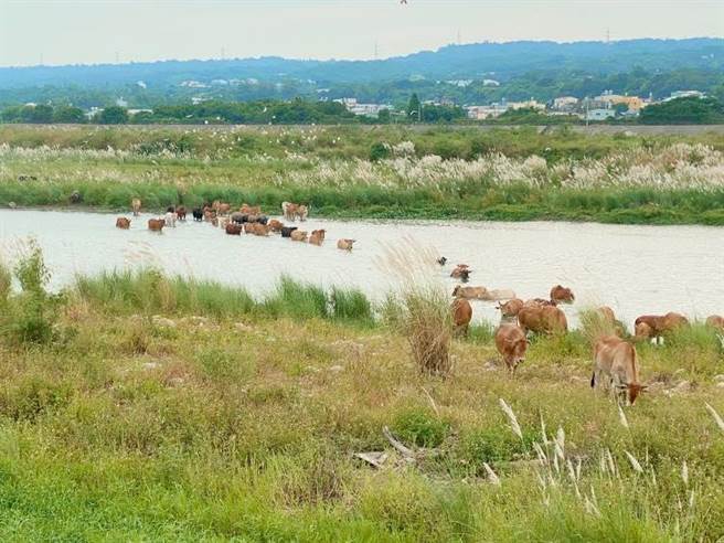 彰化、台中交界猫罗溪每天有上百牛群渡河、奔驰草原，近半年来爆红成了中彰网美秘境。（林世明提供／吴敏菁彰化传真）