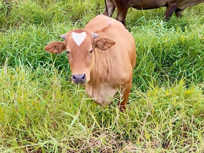 一头黄牛，头顶还顶着一撮白毛如镶着爱心，被视为传说中的幸运牛。（林世明提供／吴敏菁彰化传真）
