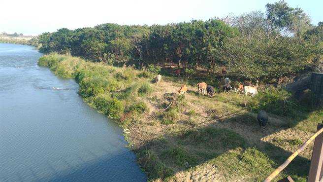 彰化、台中交界猫罗溪每天有上百牛群渡河、奔驰草原，近半年来爆红成了中彰网美秘境。（彰县府提供／吴敏菁彰化传真）