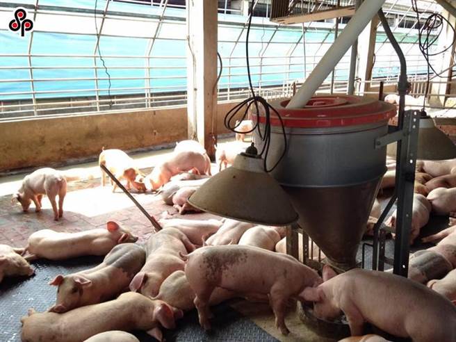 图为国内养猪场一景，与本文无关。图／本报系资料照