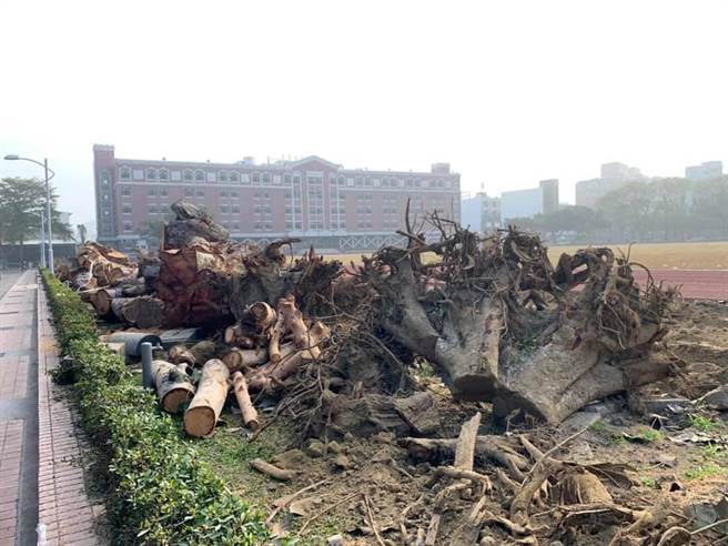 南臺科大校園樹木遭砍除。（讀者提供／曹婷婷台南傳真）