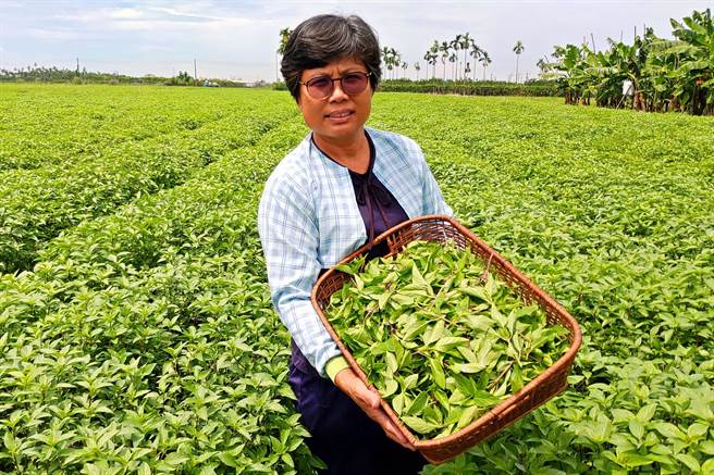 前陣子寒流造成羅勒（九層塔）凍傷大減產，價格上漲。禾佳有機農產運銷合作社理事主席黃淑女說，屏東萬丹農民多以契作方式種植九層塔，但仍有部分供零售。（潘建志攝）