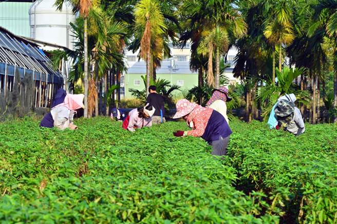 前陣子寒流造成羅勒（九層塔）凍傷大減產，價格上漲。圖為屏東九層塔田。（潘建志攝）