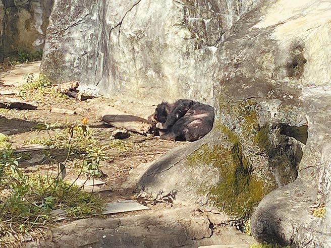 议员吴世正视察动物园看见一只高龄的台湾黑熊，一直躺在地上，甚至还有脱毛的情形，忧民眾会质疑动物园照顾不好。（游念育摄）