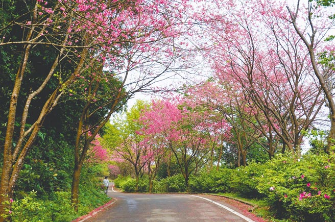 新北市将在2年内打造10条景观廊道，依不同季节有不同变化。图为三芝樱花大道。（新北市景观处提供／叶德正新北传真）
