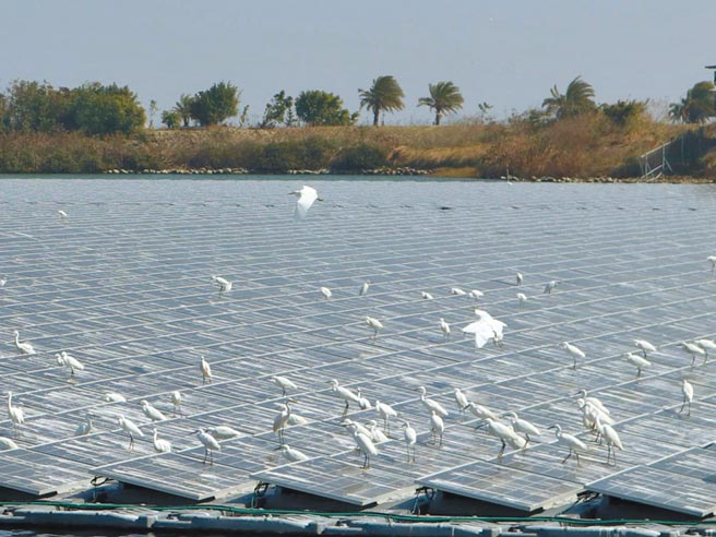大批候鸟、留鸟停在嘉义县布袋新塭滞洪池上的浮台型太阳能板栖息。（张毓翎摄）