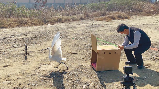 疑似中毒软脚的黑面琵鹭，经治疗恢復行动力，20日就地野放。（嘉义县政府提供／吕妍庭嘉义传真）
