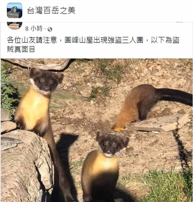玉山「强盗三人团」正面清晰照曝光！原来是保育类野生动物黄喉貂，因牠们会吃山友粮食，让山友又爱又恨。（照片截自脸书社团《台湾百岳之美》）