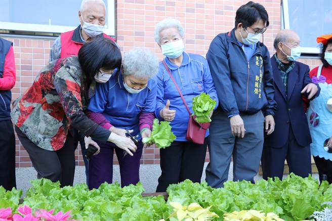 兴珍里长辈在蚓鱼菜共生园区採摘莴苣  做为共餐食材  左1为社会局长张锦丽（戴上容摄）