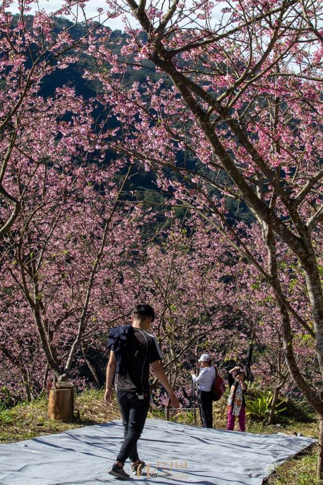 元旦至1月初因天气状况较不稳，三峡大熊樱花林花况较差，近期天气回暖，三色寒樱已纷纷开花，有8成樱花已绽放。（图由大熊樱花林提供）