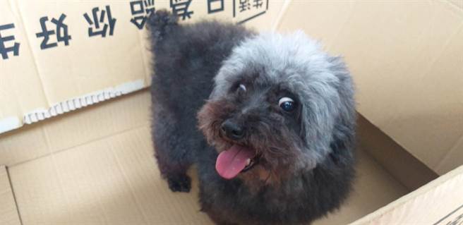 桃园市叶姓民眾21日中午抱着1只母黑贵宾向桃园警分局埔子派出所求助，热心员警顺利为其找到黑贵宾失主。（警方提供／赖佑维桃园传真）