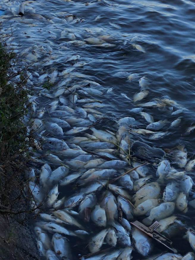 桃园埤塘养殖业传出迟发性寒害，大批台湾鲷在天气回暖后，纷纷浮上水面，数量多达20万只以上。（黄婉婷摄）