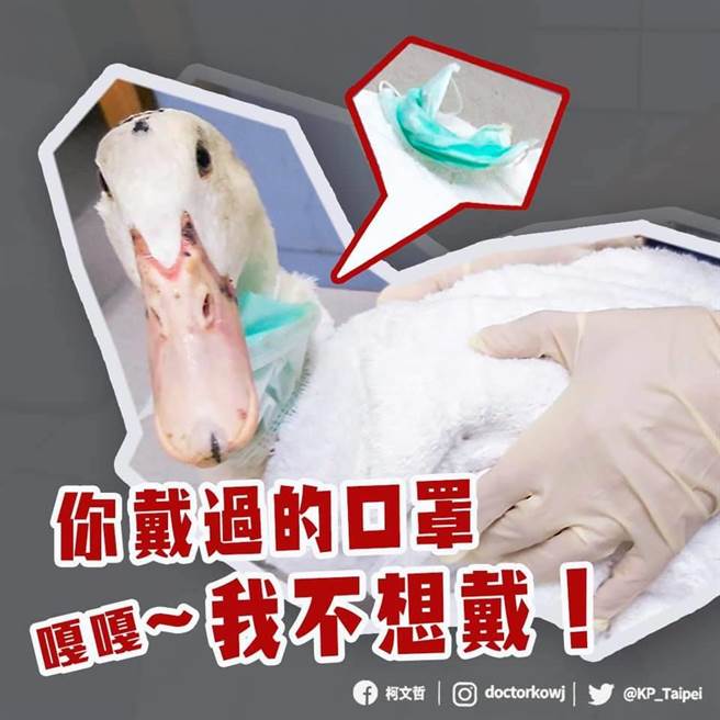 台北市北投一所国中发现一只鸭子脖子被口罩挂绳缠住，幸好有民眾发现通报紧急处理，才解除危机。（摘自台北市长柯文哲脸书）