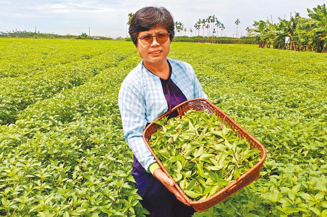 前陣子寒流造成羅勒（九層塔）凍傷減產一半，價格上漲。禾佳有機農產運銷合作社理事主席黃淑女說，屏東萬丹農民多以契作種植九層塔，但仍有部分供零售。（潘建志攝）