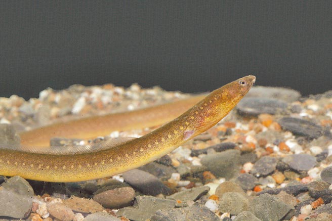 黄大骏实验室团队在垦丁国家公园港口溪中游原始栖地河段发现不明蛇鳗，确定为世界新种「龙口蛇鳗」。（黄大骏实验室提供／曹婷婷台南传真）