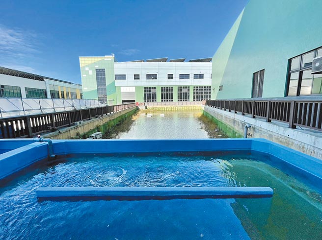 开捷运也能养鱼，新北捷运公司将淡海轻轨机厂滞洪池打造鱼菜共生池，养起高贵鲟龙鱼。（新北捷运公司提供／叶德正新北传真）