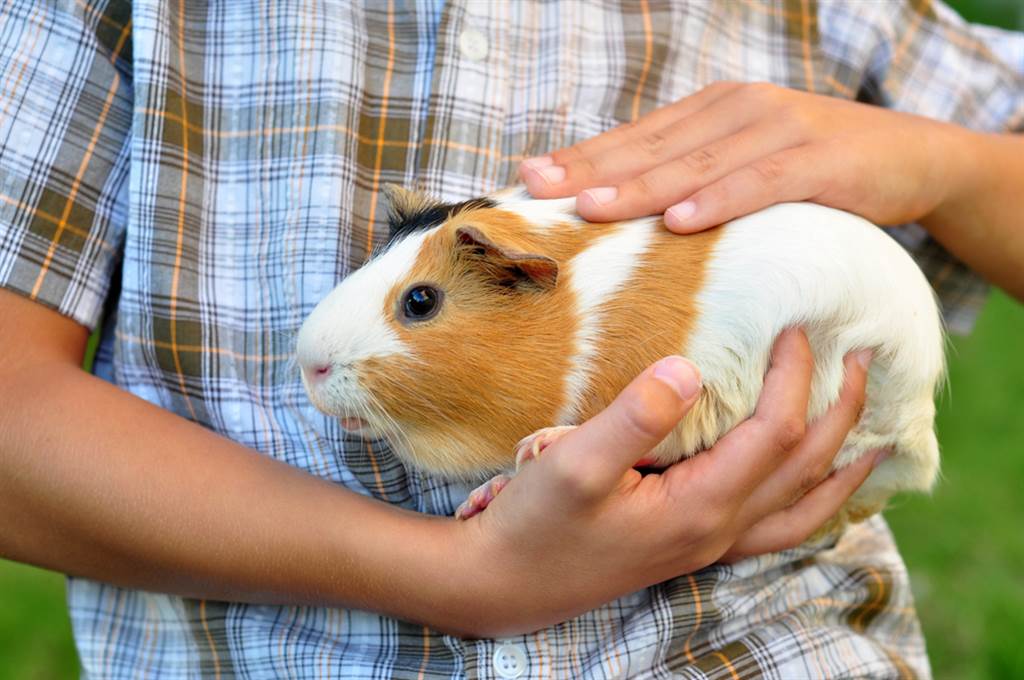 天竺鼠養2年月噴15k 飼主苦勸 別跟風 生活 中時新聞網