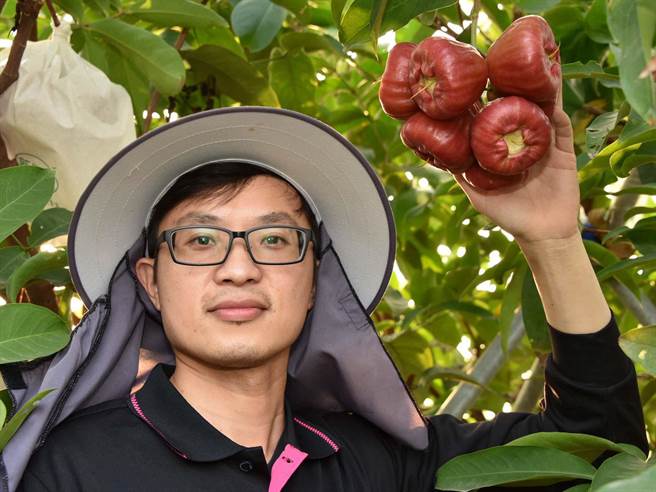 莲雾冠军由屏东东港农友黄国霖夺得，今年莲雾受寒害影响平均落果率约4成，不过田间管理好能减少落果。（高雄农改场提供／潘建志屏东传真）