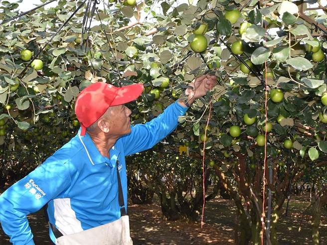 蜜枣冠军由高雄大社农友苏信诚拿下，今年蜜枣则拜寒流所赐，皮薄味甜，口味比往年更佳。（高雄农改场提供／潘建志屏东传真）