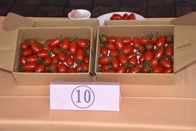 竹南鎮農推廣溫室栽植小蕃茄以玉女及蜜紅3號為主。（謝明俊攝）