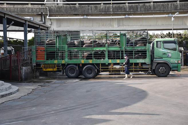 苗栗肉品市场所供应的温体黑毛猪价格平稳。（谢明俊摄）