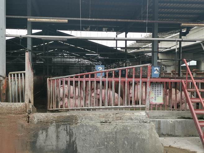 苗栗肉品市场的白毛猪冷冻肉品价格从元旦至今已上涨10元左右。（谢明俊摄）