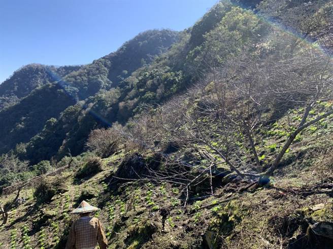 秀林乡高山下雪，桃树被冻伤，出现枝条受损、变色等情况。（花莲县府农业处提供／王志伟花莲传真）