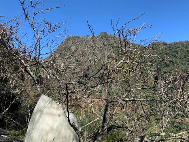 高山桃子树虽耐寒，但月初高山下雪，已让桃子树受到冻伤。（花莲县府农业处提供／王志伟花莲传真）