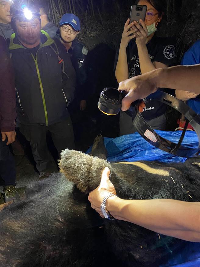 兽医师检伤发现711黑熊左前掌有套索勒痕，表皮些微挫伤。（东势林管处提供／王文吉台中传真）