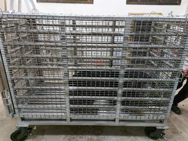 再度受困陷阱的711黑熊目前已初步治疗，安置于特生中心医疗笼中。（东势林管处提供／王文吉台中传真）