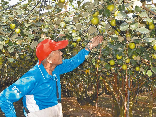 蜜枣冠军由高雄大社农友苏信诚拿下。（高雄农改场提供／潘建志屏东传真）