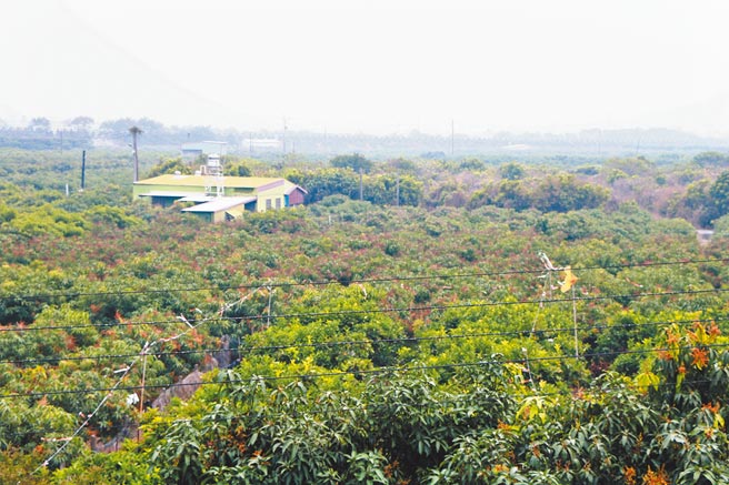 近日傳有光電業者計畫在枋寮鄉率芒溪一帶國有土地種電，引發芒果農不滿，進而爆出有果農未承租就耕作。（謝佳潾攝）