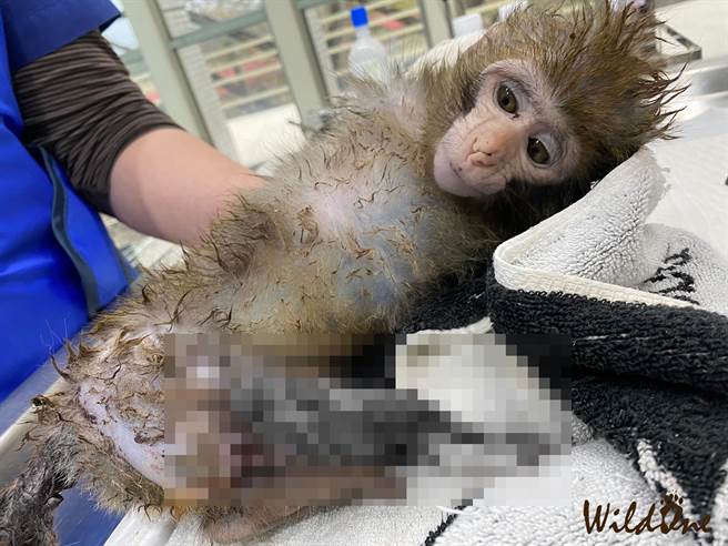 幼猴遭恶徒砍断右脚，尾巴大面积撕裂伤、头皮被掀开，被发现时关在小笼子内惨叫，外面因为还有大笼子，疑似是嫌犯以叫声诱捕成猴。（图／翻摄自脸书粉丝专页「WildOne野湾野生动物保育协会」）