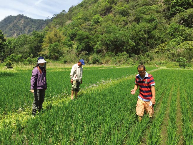 大仓米铺辅导赛德克部落原住民栽种优质水稻。   图╱业者提供