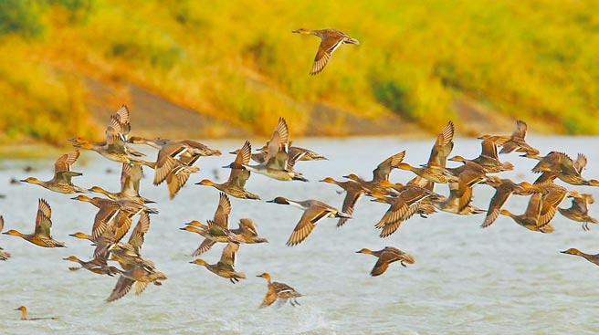 恒春龙銮潭是候鸟度冬胜地，目前已有20多种雁鸭陆续报到，潭面可见群鸭悠游或飞翔的美景。图为尖尾鸭群。（刘川提供／潘建志屏东传真）