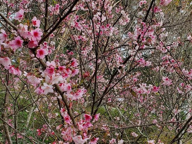 台中市新社区的樱花树陆续盛开，花容娇艳，山林间一片粉嫩浪漫。（陈淑芬摄）