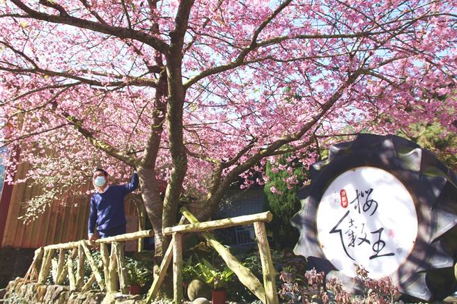 位于嘉义县梅山乡太和村樟树湖「樱榖王」河津樱樱王盛开了！当地摄影达人预估下周樟树湖一带的河津樱将进入全开期。（嘉义县政府提供∕吕妍庭嘉义传真）