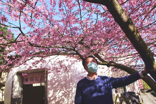 位于嘉义县梅山乡太和村樟树湖「樱榖王」河津樱樱王盛开了！当地摄影达人预估下周樟树湖一带的河津樱将进入全开期。（嘉义县政府提供∕吕妍庭嘉义传真）