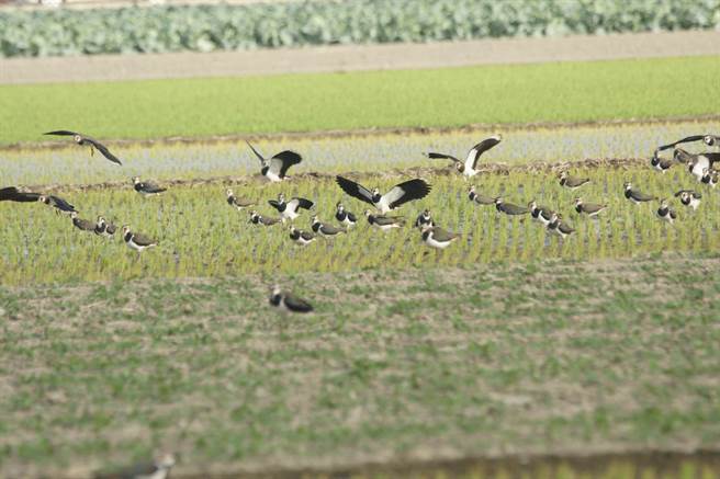 「土豆鸟」小辫鸻普查，云林县8000余只占全台约9成。（鸟友提供／张朝欣云林传真）