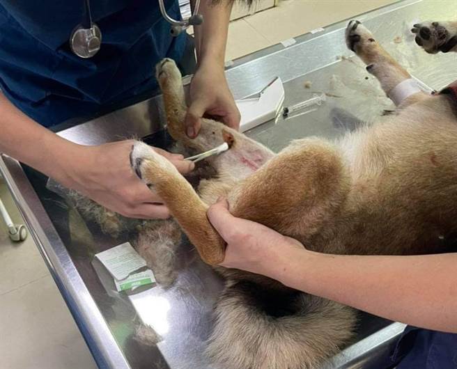 嘉义县日前发生遛狗小狗遭咬，饲主气愤报警，结果饲主双方都被开罚的案件。（嘉义县政府提供∕吕妍庭嘉义传真）